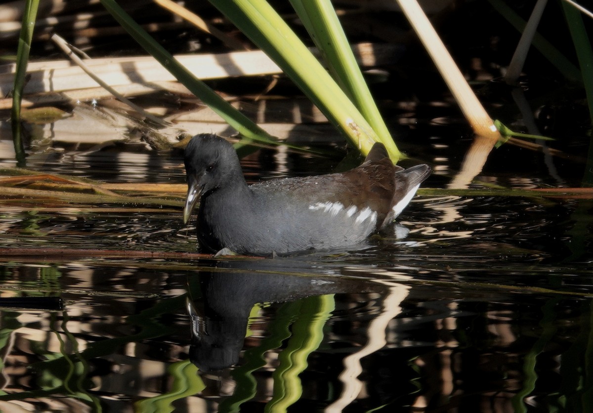 Курочка латиноамериканська - ML647516337