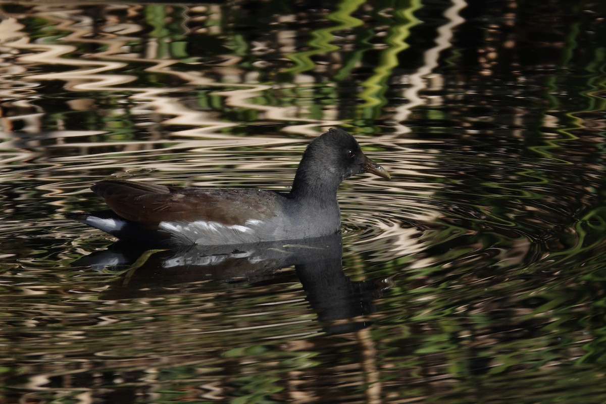 Курочка латиноамериканська - ML647516338