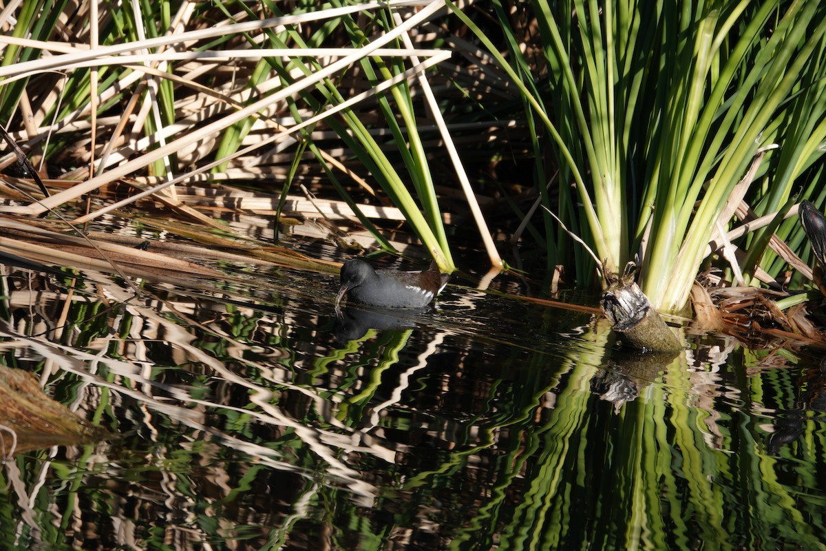 Курочка латиноамериканська - ML647516339