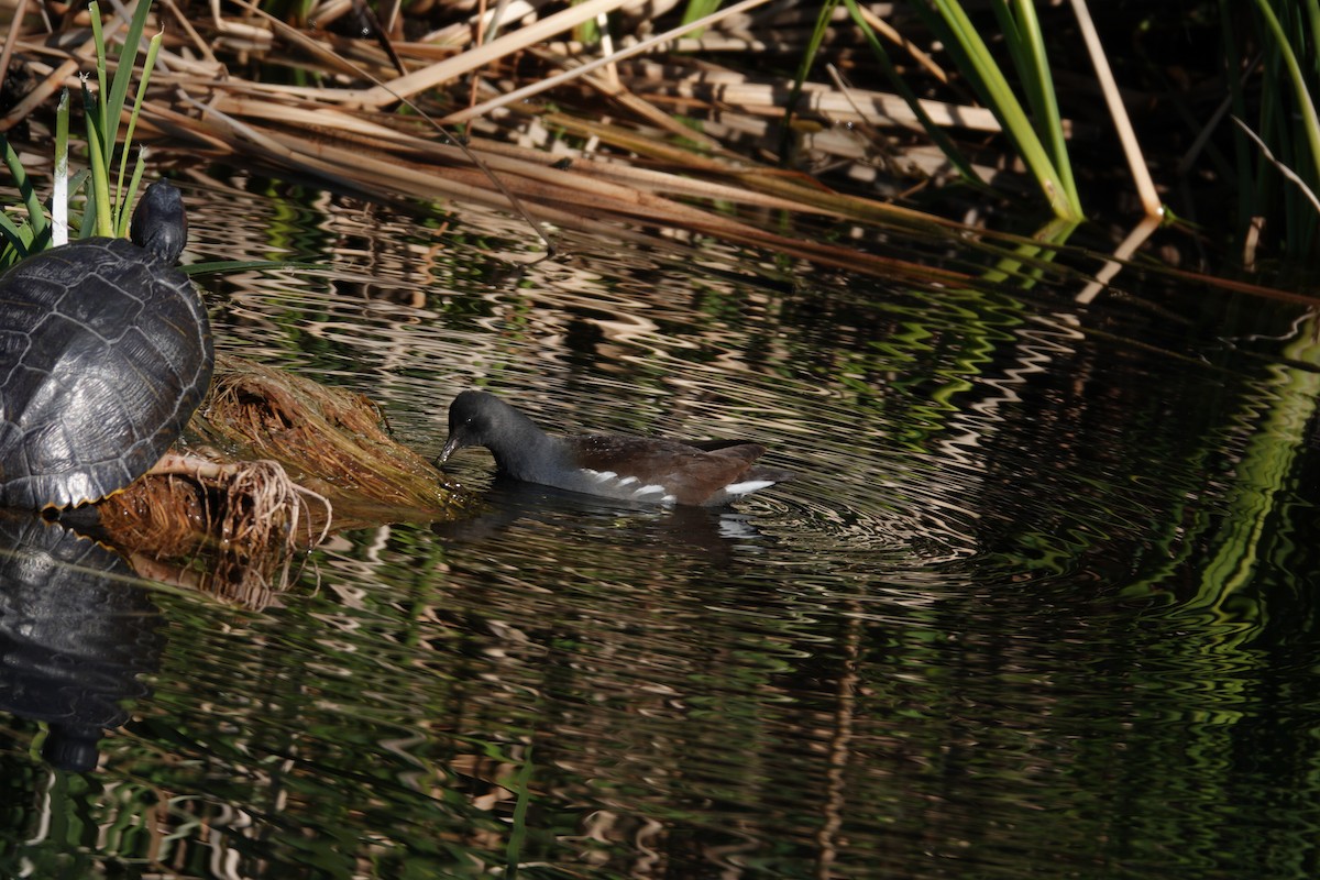 Курочка латиноамериканська - ML647516340