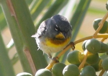 Northern Parula - ML647516341
