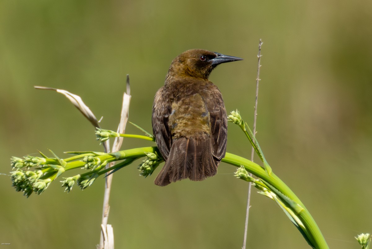 Brown-and-yellow Marshbird - ML647516350