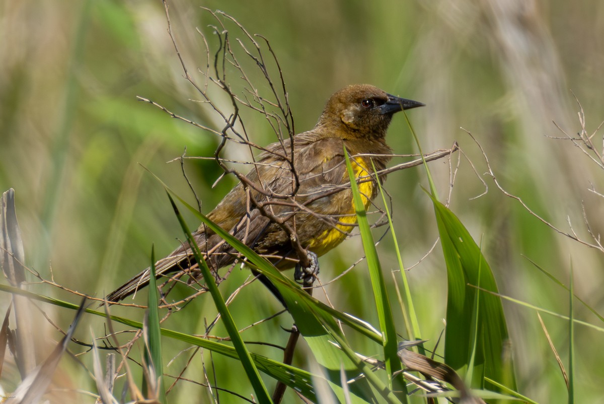 Brown-and-yellow Marshbird - ML647516351