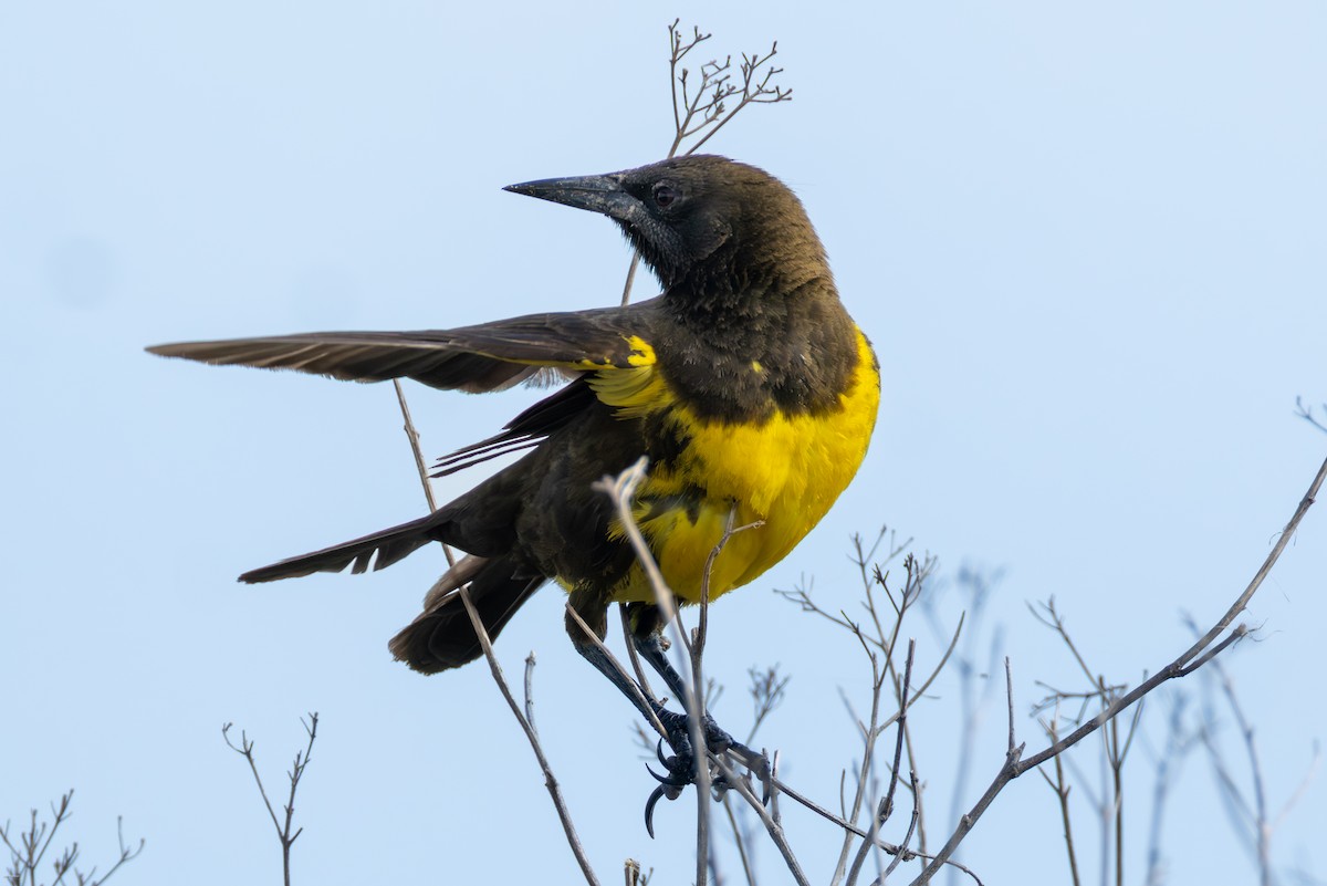 Brown-and-yellow Marshbird - ML647516352