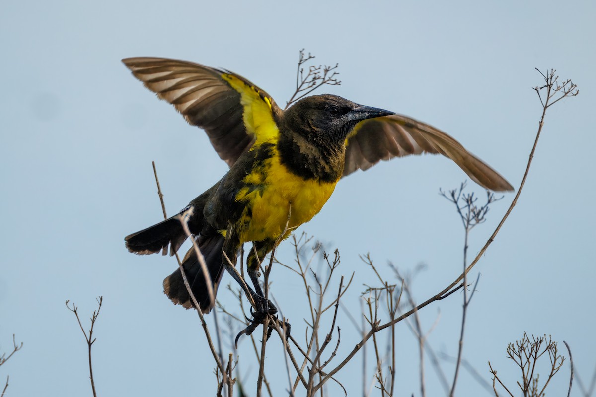 Brown-and-yellow Marshbird - ML647516353