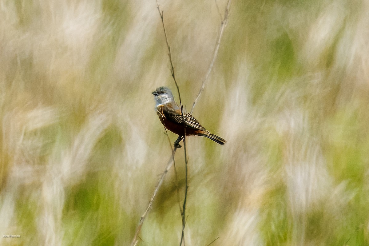 Sumpfspelzer - ML647516355