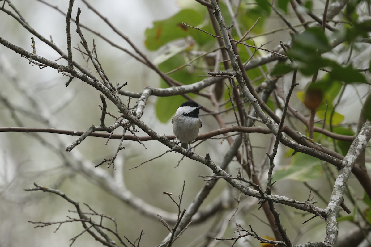 Carolina Chickadee - ML647516375
