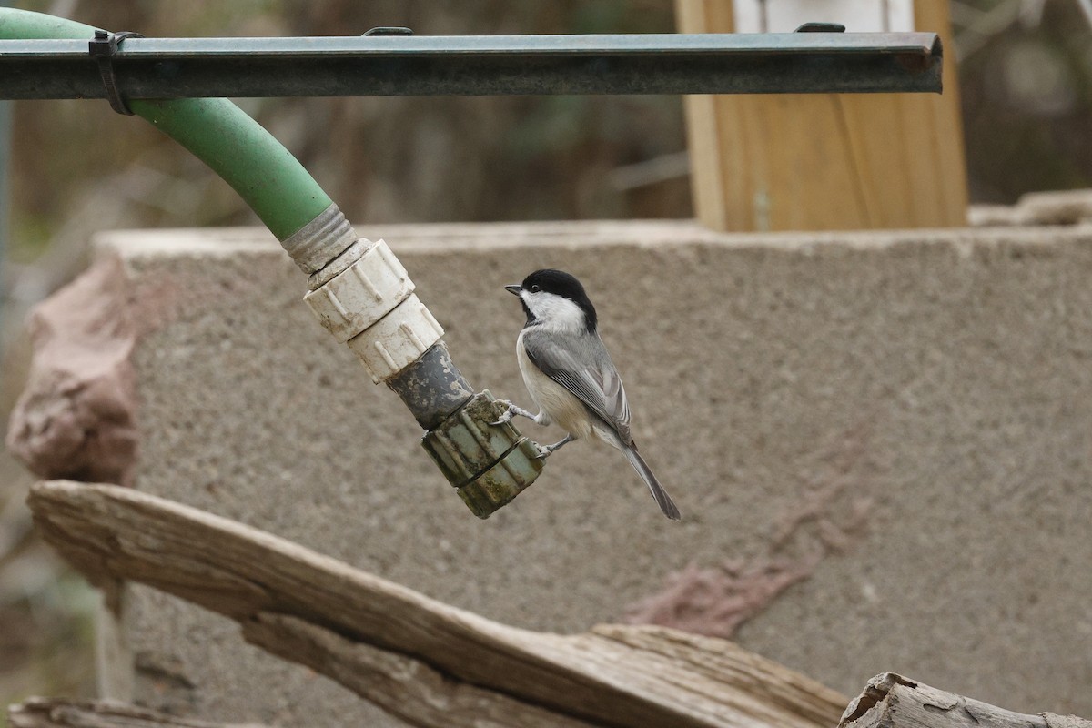 Carolina Chickadee - ML647516424