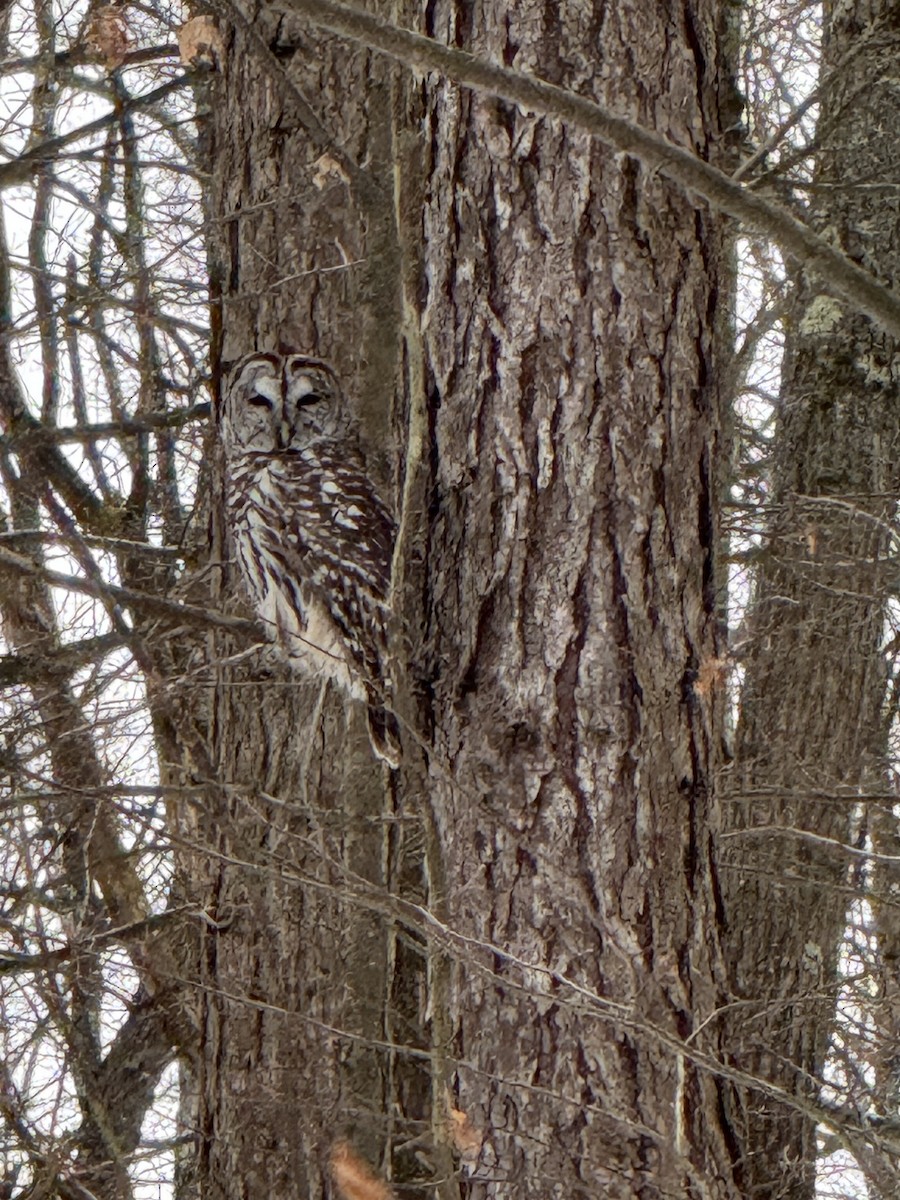 アメリカフクロウ - ML647516459