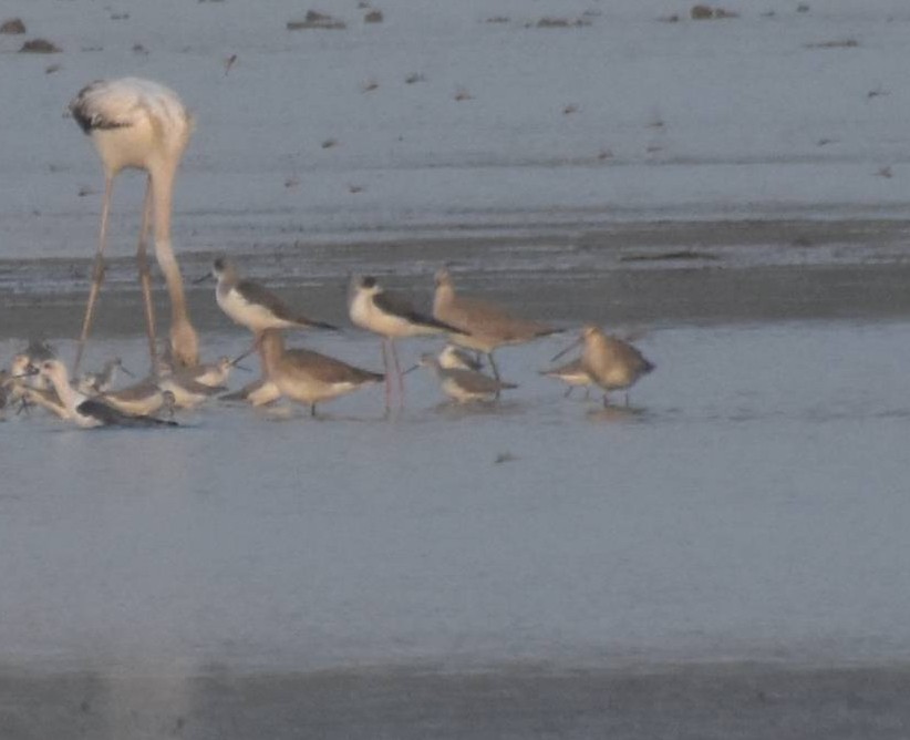 břehouš černoocasý - ML647516482