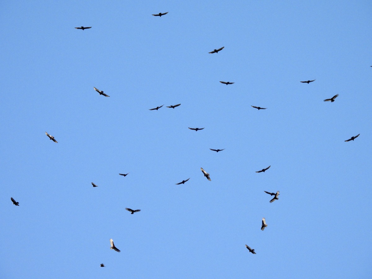 Turkey Vulture - ML647516486