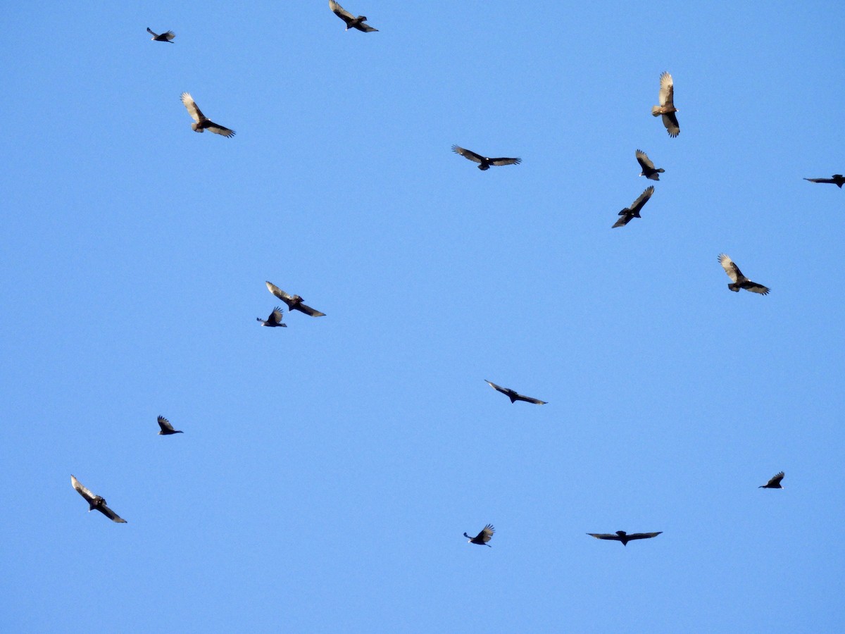 Turkey Vulture - ML647516487
