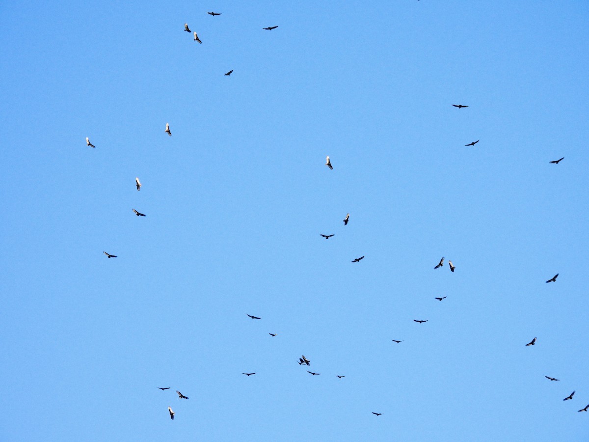 Turkey Vulture - ML647516488