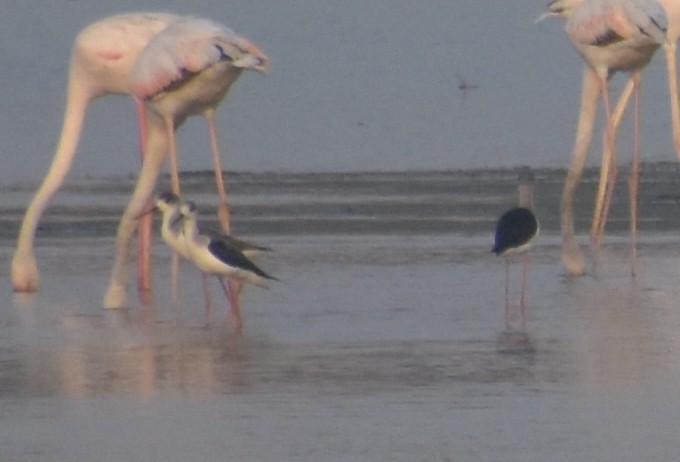Black-winged Stilt - ML647516495