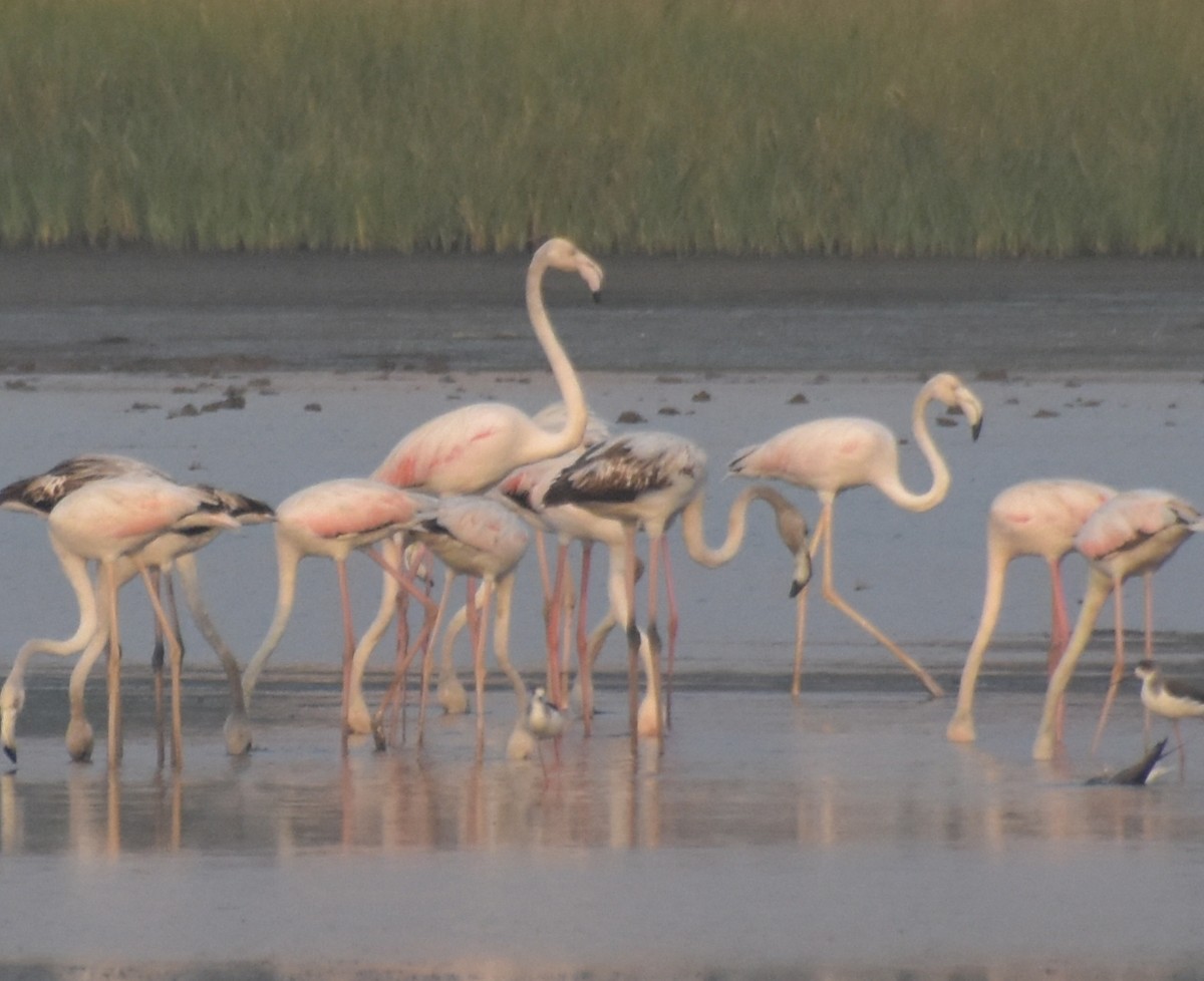 plameňák růžový - ML647516499