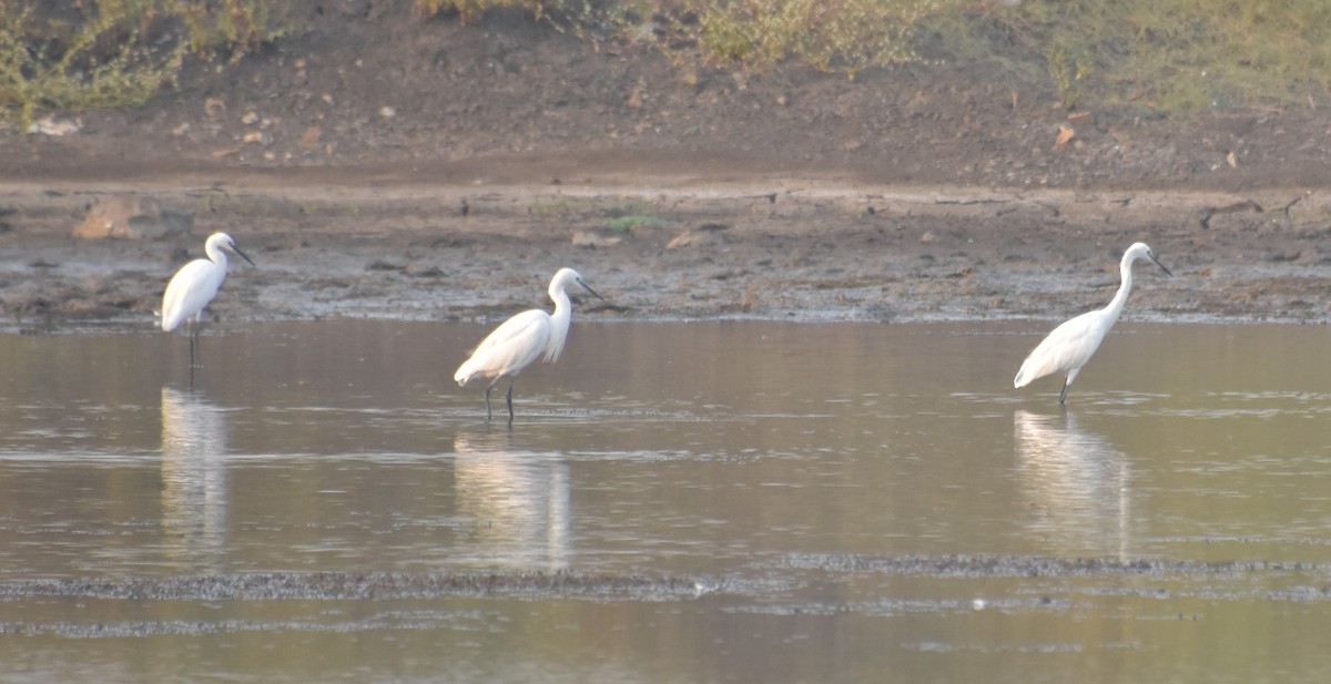 Little Egret - ML647516507