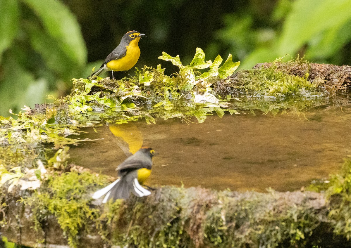 Spectacled Redstart - ML647516517