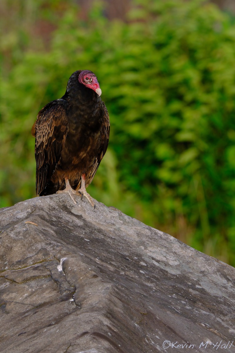 Катарта червоноголова - ML647516519