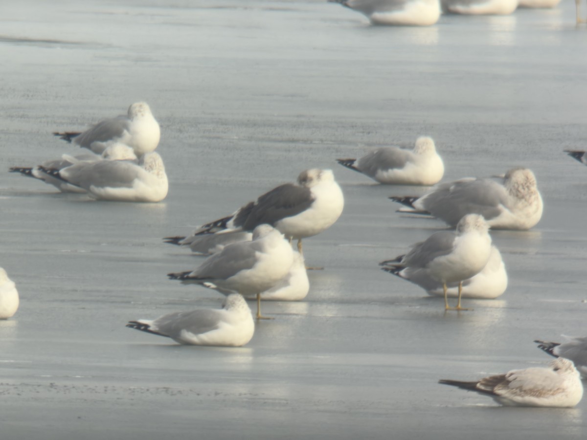 Zafferano - ML647516535