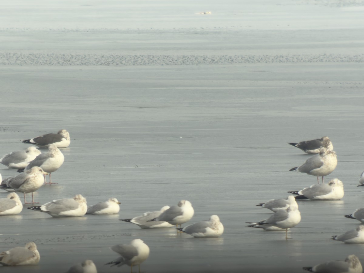 Zafferano - ML647516536