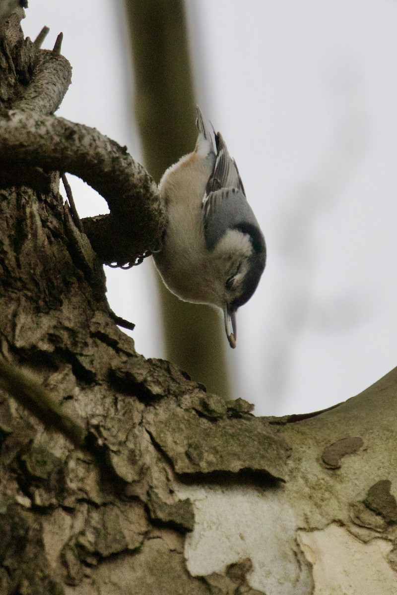 Повзик каролінський - ML647516542