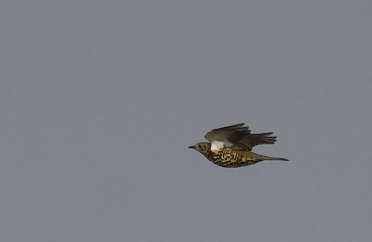 槲鶇 - ML647516560