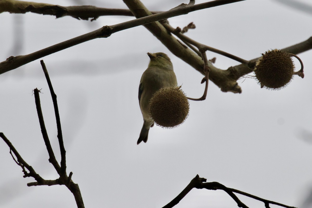 Чиж золотий - ML647516599