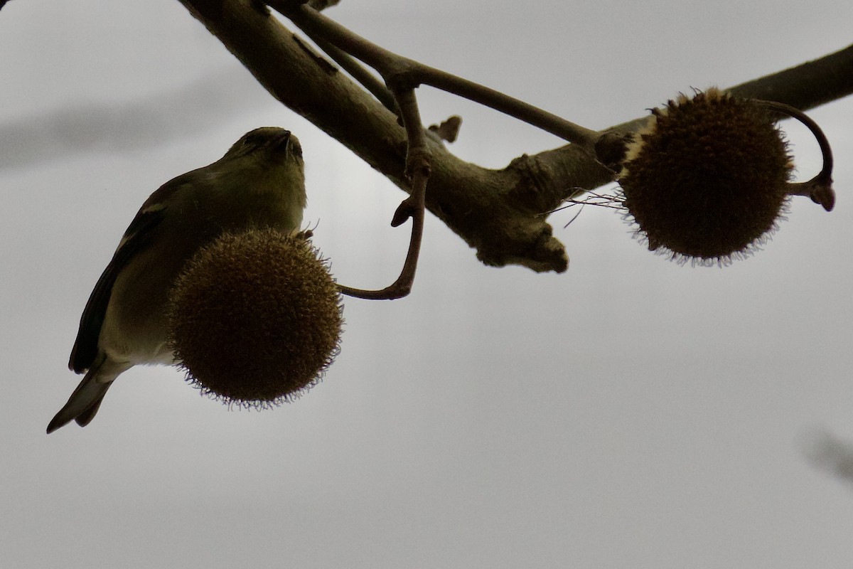 Чиж золотий - ML647516607