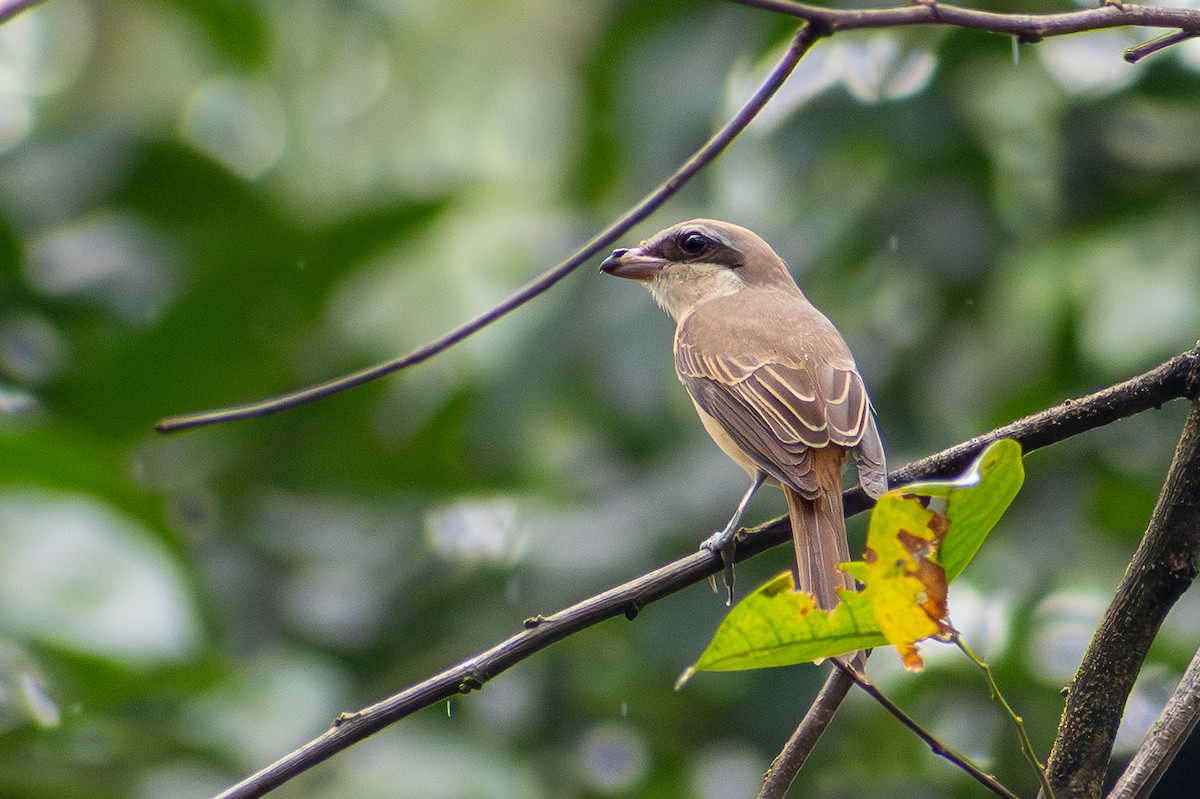 Brown Shrike (Philippine) - ML647516630