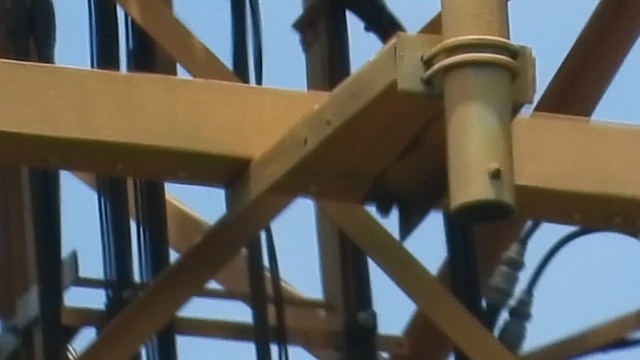 sokol stěhovavý - ML647516634