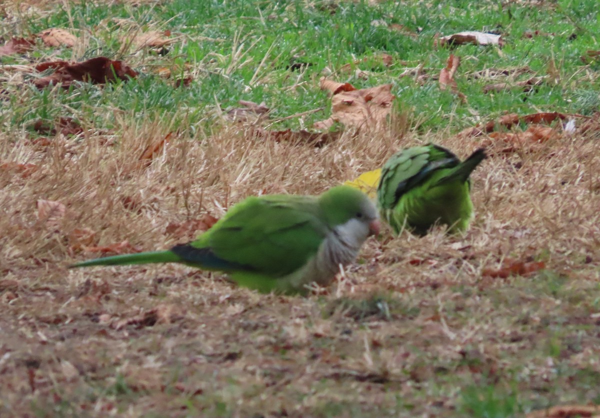 Mönchssittich - ML647516636