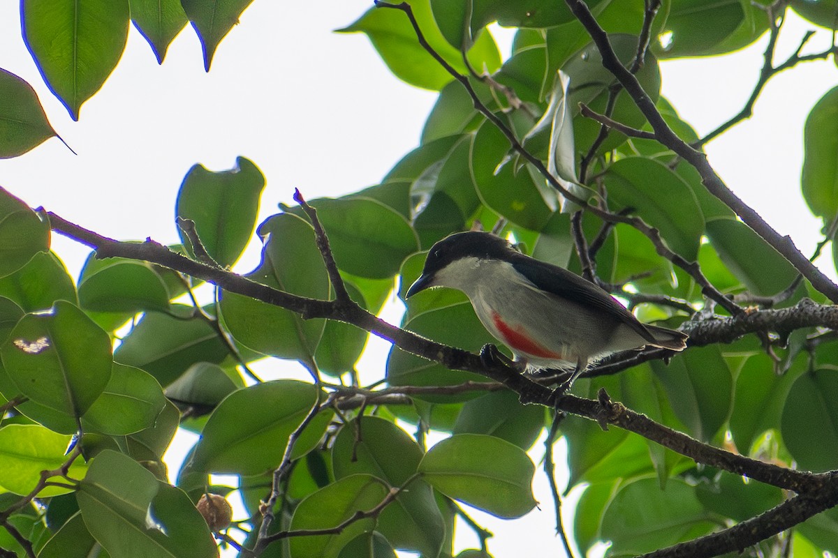 Red-keeled Flowerpecker - ML647516639