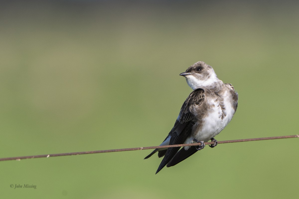 Brown-chested Martin - ML647516642