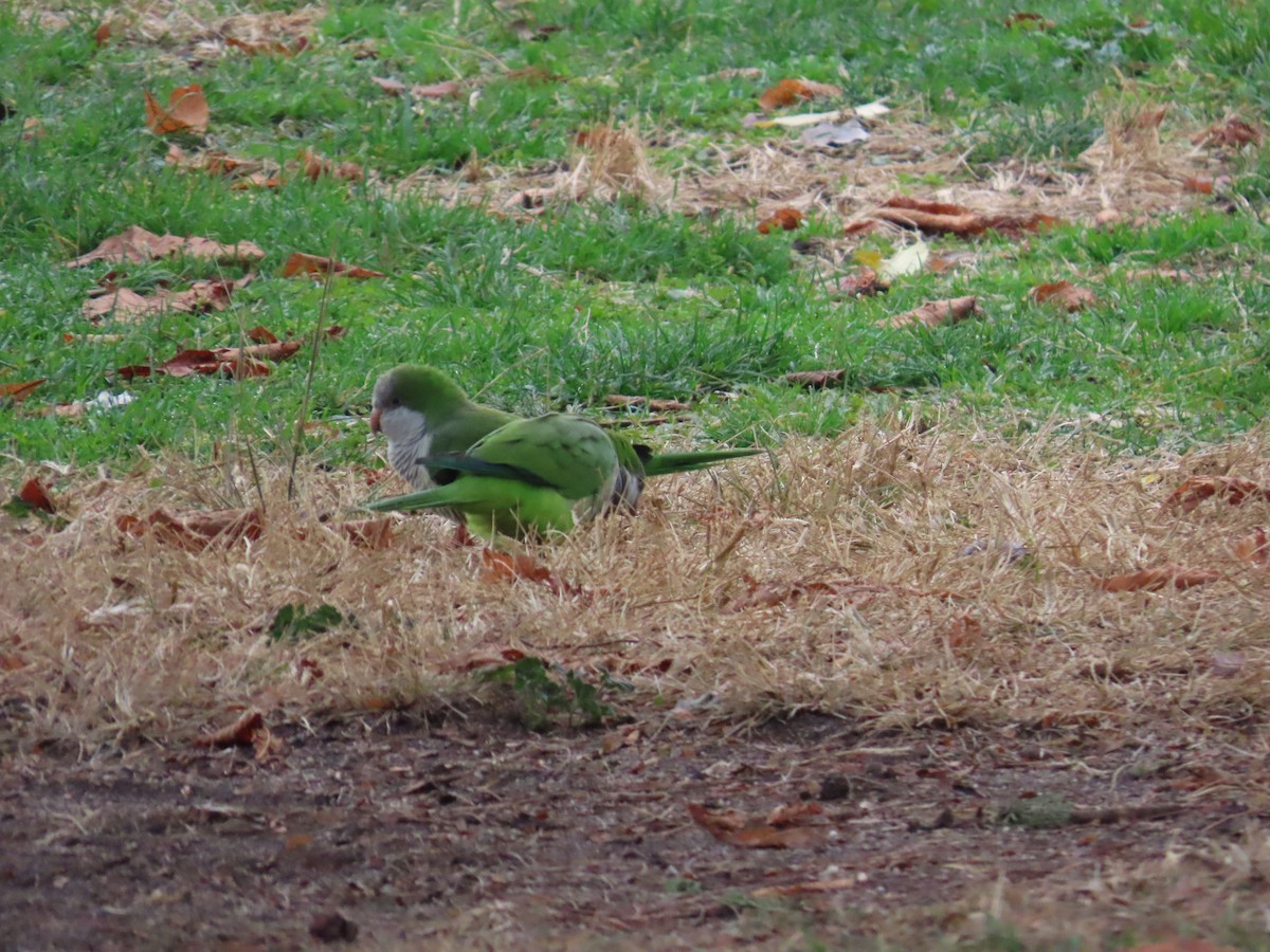 Mönchssittich - ML647516644