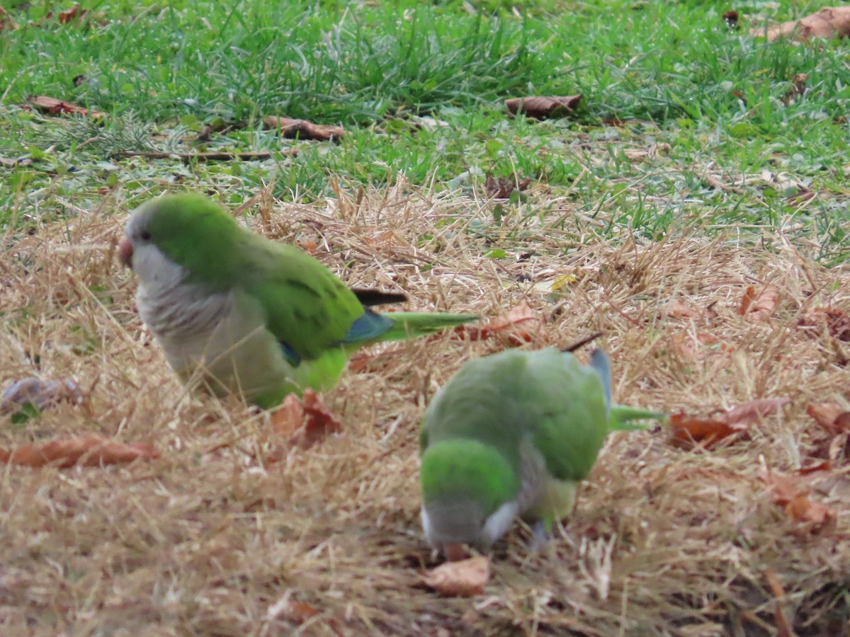 Mönchssittich - ML647516650