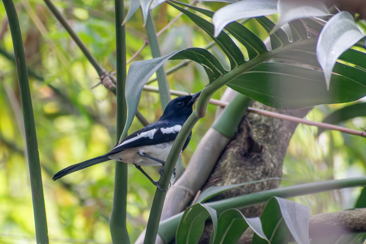 Philippine Magpie-Robin - ML647516659