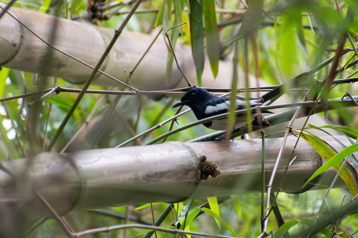 Philippine Magpie-Robin - ML647516660