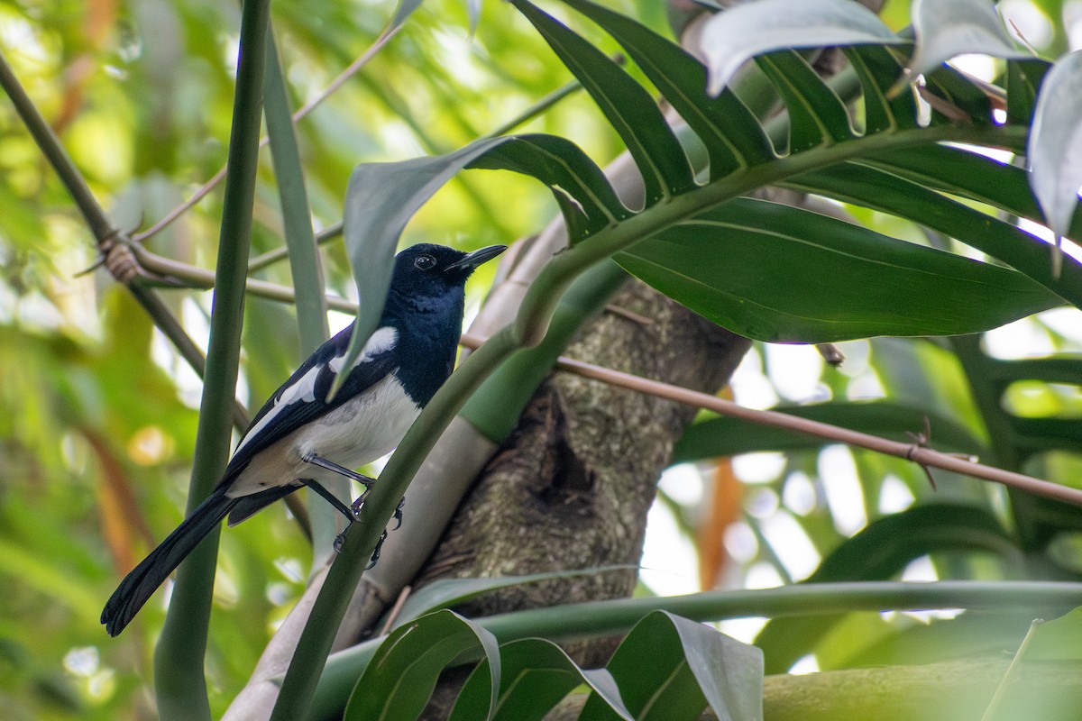 Philippine Magpie-Robin - ML647516661