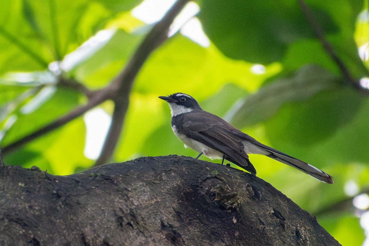 Philippine Pied-Fantail - ML647516672