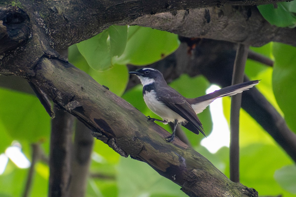 Philippine Pied-Fantail - ML647516673