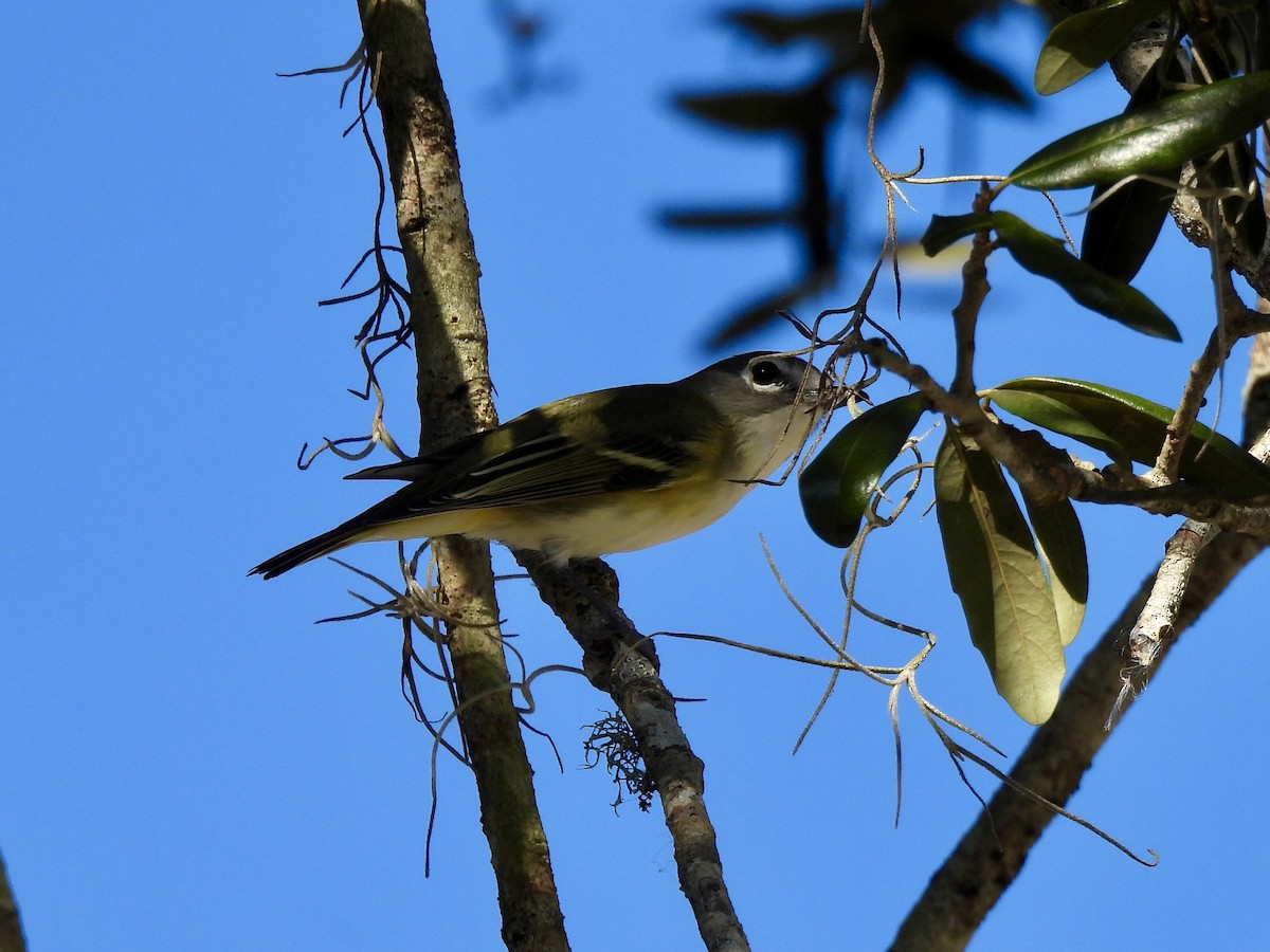 zelenáček brýlový - ML647516677