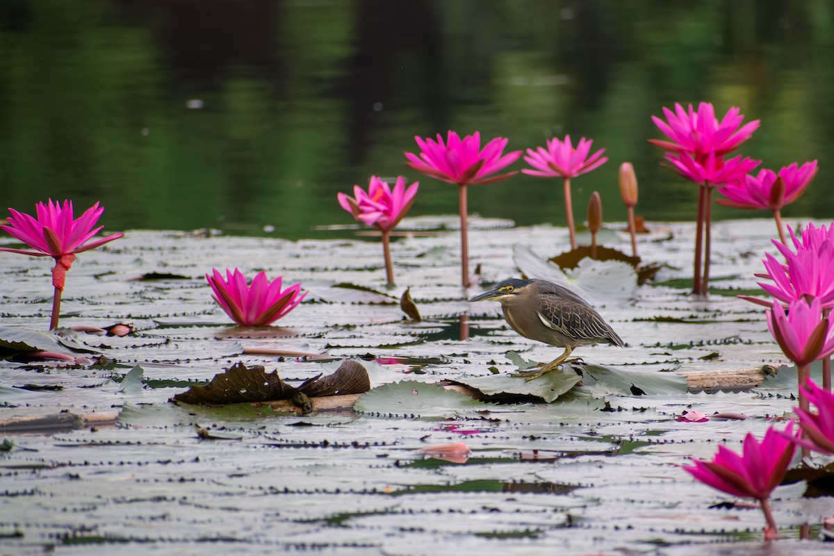 Little Heron - ML647516697