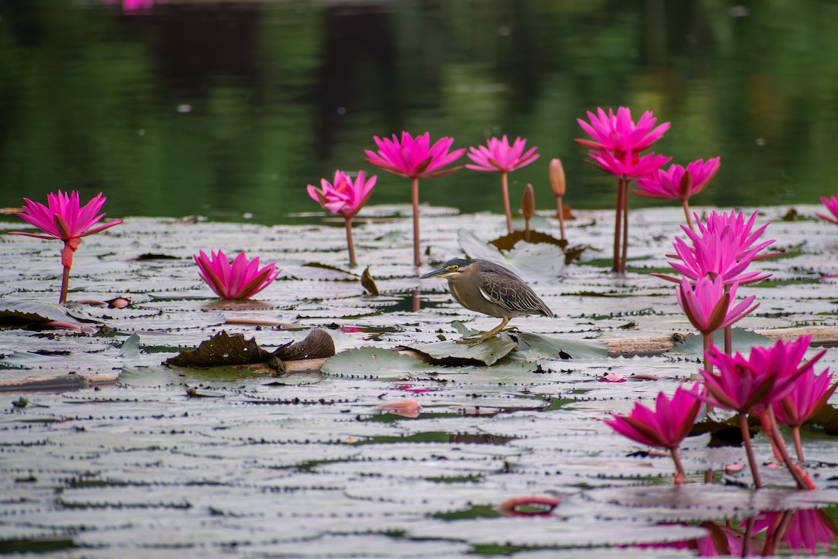 Little Heron - ML647516698