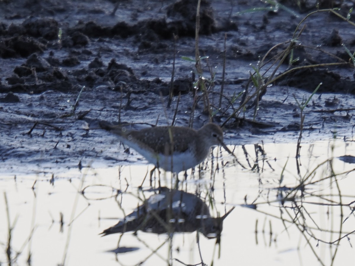 Solitary Sandpiper - ML647516706