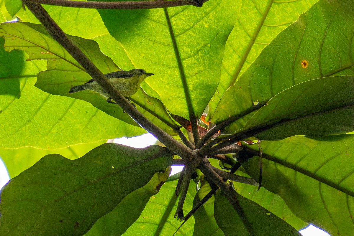 Golden-bellied Gerygone - ML647516709