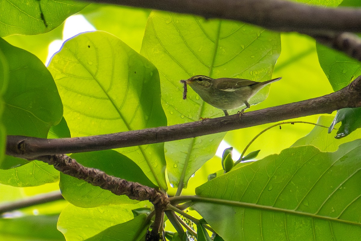 Arctic Warbler - ML647516716