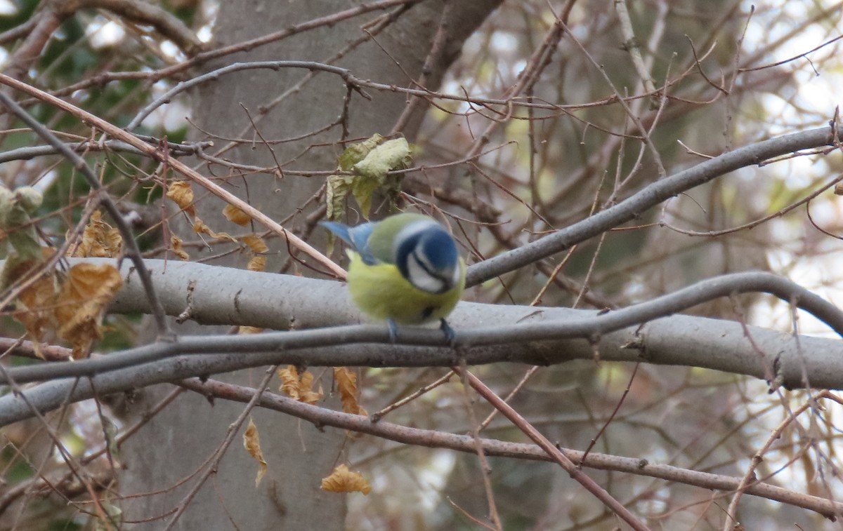 Eurasian Blue Tit - ML647516717