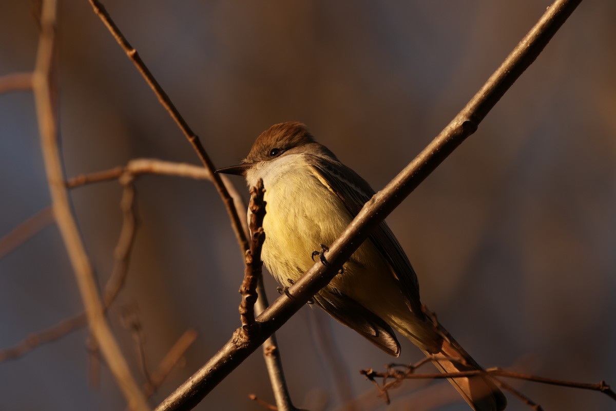 Ash-throated Flycatcher - ML647516718