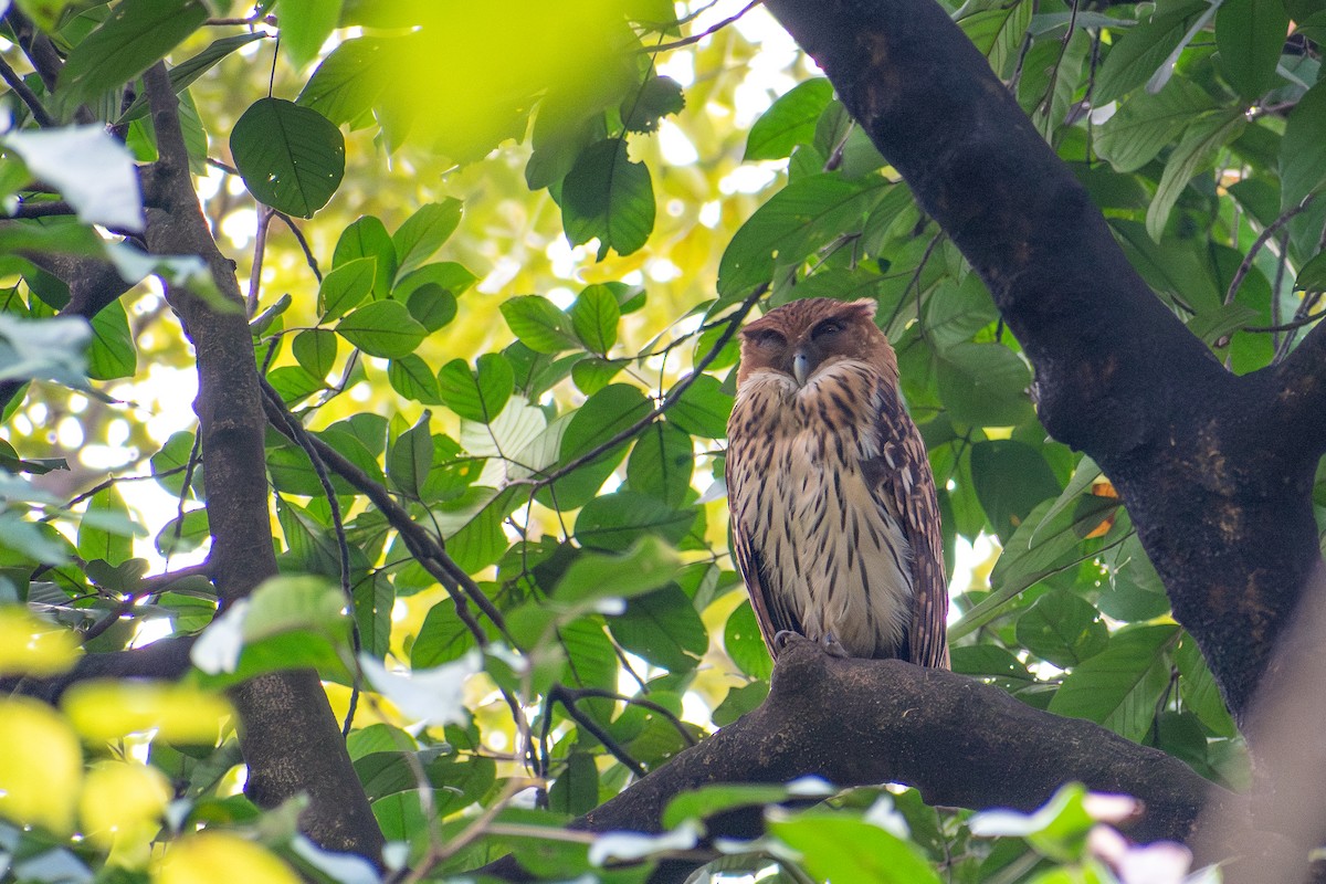 Philippine Eagle-Owl - ML647516721