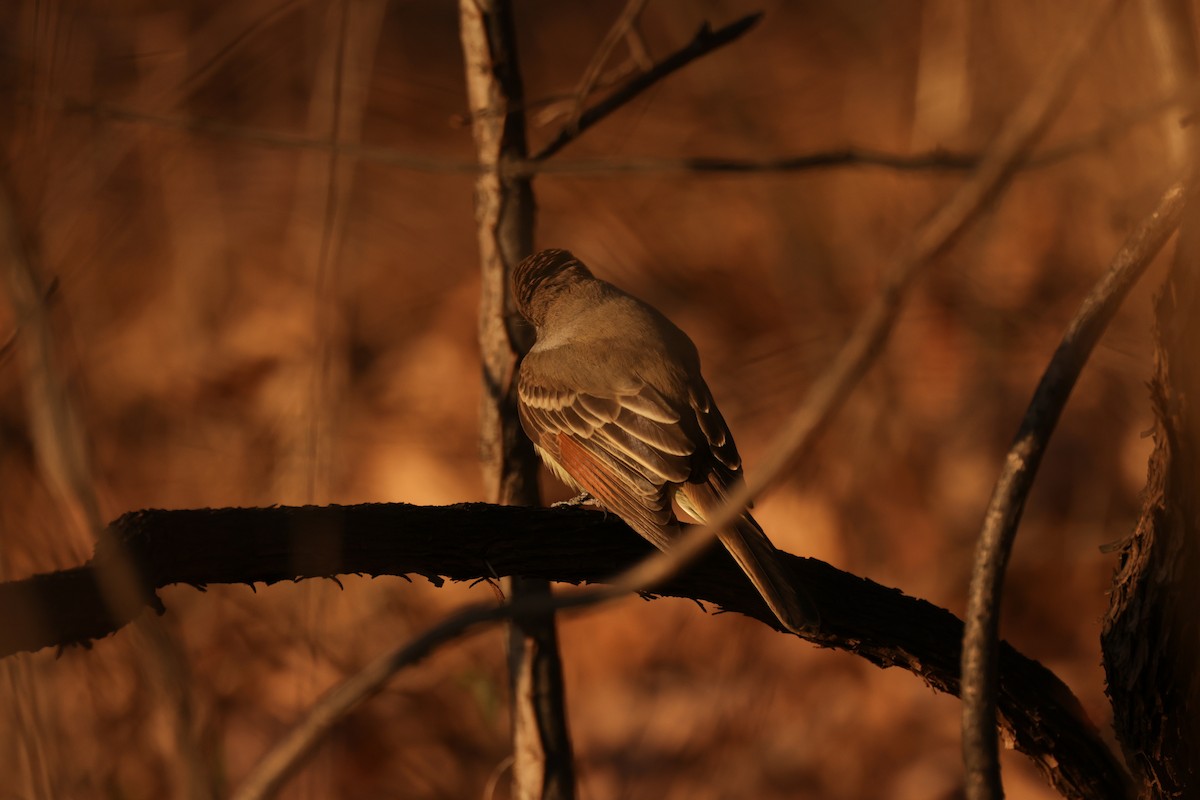 Ash-throated Flycatcher - ML647516723